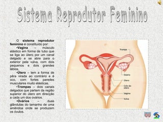 O sistema reprodutor
feminino é constituído por:
•Vagina – músculo
elástico em forma de tubo que
se liga ao útero por um canal
delgado e se abre para o
exterior pela vulva, com dois
pequenos e dois grandes
lábios.
•Útero – tem a forma de
pêra virada ao contrário e é
oco, com fortes paredes
musculares muito elásticas.
•Trompas – dois canais
delgados que partem da região
superior do útero em direcção
a cada um dos ovários.
•Ovários – duas
glândulas do tamanho de uma
amêndoa onde se produzem
os óvulos.
 