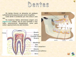 Os dentes trituram os alimentos em pedaços
suficientemente pequenos para serem engolidos.
Cada dente é constituído por uma coroa e uma
raiz.
Os modernos hábitos alimentares exigem uma
higiene oral cuidada, não só para combater o mau
hálito, extremamente desagradável, como para
evitar o aparecimento da cárie dentária.
i
 