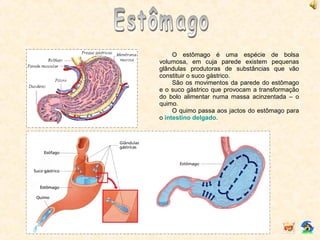 O estômago é uma espécie de bolsa
volumosa, em cuja parede existem pequenas
glândulas produtoras de substâncias que vão
constituir o suco gástrico.
São os movimentos da parede do estômago
e o suco gástrico que provocam a transformação
do bolo alimentar numa massa acinzentada – o
quimo.
O quimo passa aos jactos do estômago para
o intestino delgado.
 