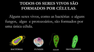 Alguns seres vivos, como as bactérias e alguns
fungos, algas e protozoários, são formados por
uma única célula.
TODOS OS SERES VIVOS SÃO
FORMADOS POR CÉLULAS.
BACTÉRIAS FUNGOS ALGAS PROTOZOÁRIOS
 