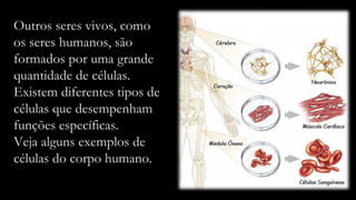 Outros seres vivos, como
os seres humanos, são
formados por uma grande
quantidade de células.
Existem diferentes tipos de
células que desempenham
funções específicas.
Veja alguns exemplos de
células do corpo humano.
 