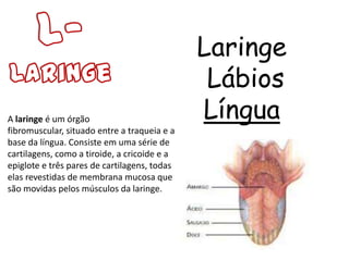 Laringe
                                               Lábios
A laringe é um órgão                          Língua
fibromuscular, situado entre a traqueia e a
base da língua. Consiste em uma série de
cartilagens, como a tiroide, a cricoide e a
epiglote e três pares de cartilagens, todas
elas revestidas de membrana mucosa que
são movidas pelos músculos da laringe.
 