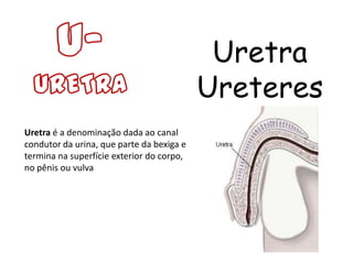 Uretra
                                           Ureteres
Uretra é a denominação dada ao canal
condutor da urina, que parte da bexiga e
termina na superfície exterior do corpo,
no pênis ou vulva
 