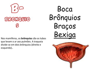 Boca
                                           Brônquios
                                            Braços
Nos mamíferos, os brônquios são os tubos
                                            Bexiga
que levam o ar aos pulmões. A traqueia
divide-se em dois brônquios (direito e
esquerdo)..
 