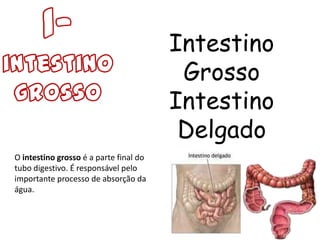 Intestino
                                         Grosso
                                        Intestino
                                         Delgado
O intestino grosso é a parte final do
tubo digestivo. É responsável pelo
importante processo de absorção da
água.
 