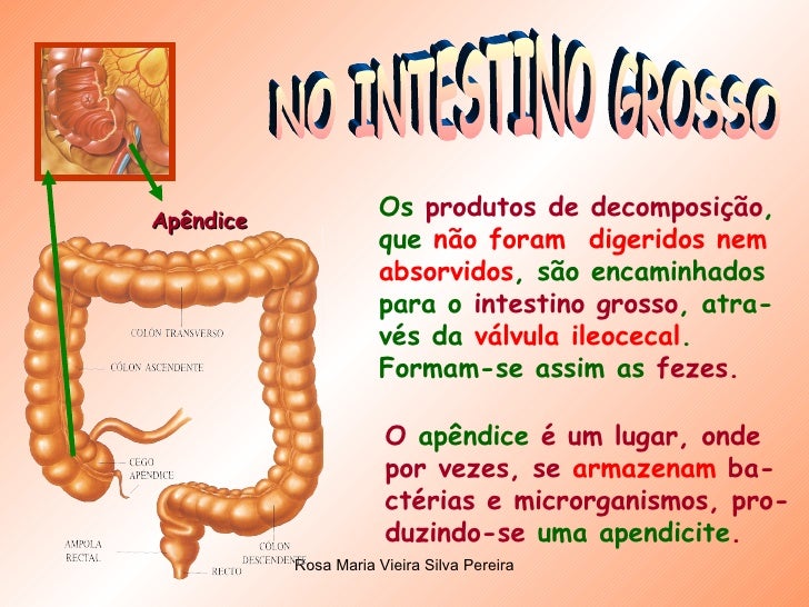 NO INTESTINO GROSSO Os  produtos de decomposiÃ§Ã£o , que  nÃ£o foram  digeridos nem absorvidos , sÃ£o encaminhados para o  int...