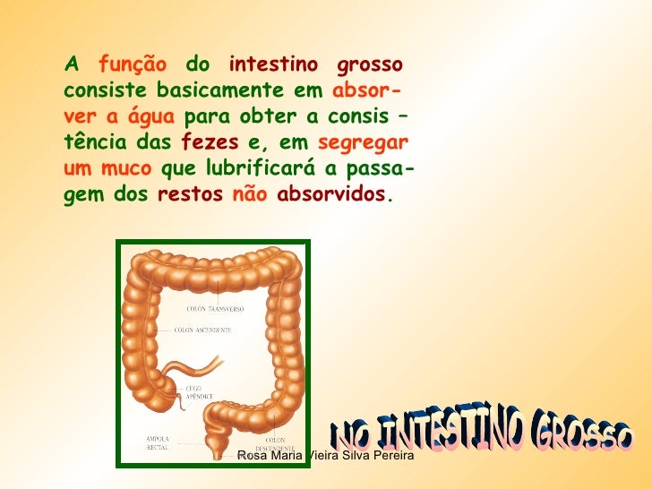 A  funÃ§Ã£o   do  intestino  grosso consiste basicamente em  absor- ver a Ã¡gua  para obter a consis â€“ tÃªncia das  fezes  e, ...