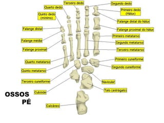 OSSOS
PÉ