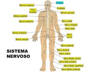 SISTEMA
NERVOSO
