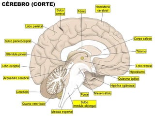 CÉREBRO (CORTE)
