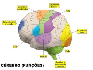 CÉREBRO (FUNÇÕES)