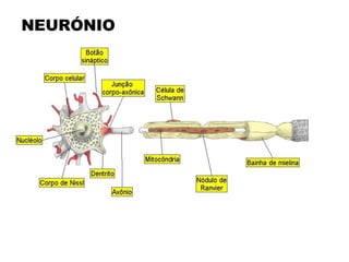 NEURÓNIO