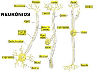 NEURÓNIOS
