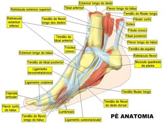 PÉ ANATOMIA