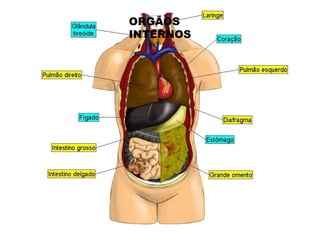 ORGÃOS
INTERNOS