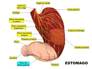 ESTOMAGO