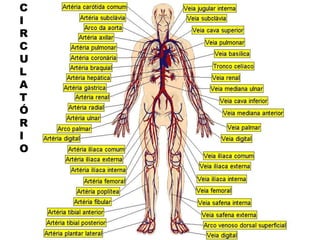 C
I
R
C
U
L
A
T
Ó
R
I
O