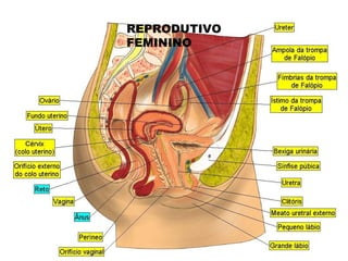 REPRODUTIVO
FEMININO