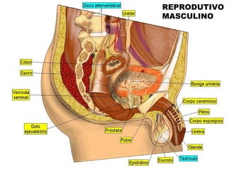 REPRODUTIVO
MASCULINO