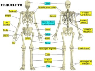 ESQUELETO