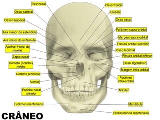 CRÂNEO