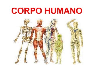 CORPO HUMANO
 