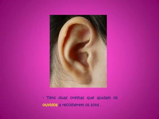 - Tens duas orelhas que ajudam os ouvidosa recolherem os sons .