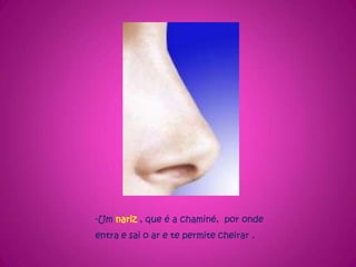 -Um nariz, que é a chaminé,  por onde entra e sai o ar e te permite cheirar .