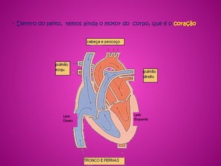 - Dentro do peito, temos ainda o motor do corpo, que é o coração.
 