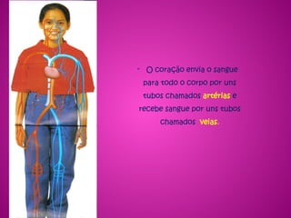 - O coração envia o sangue
para todo o corpo por uns
tubos chamados artérias e
recebe sangue por uns tubos
chamados veias.
 