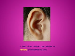 - Tens duas orelhas que ajudam os
ouvidos a recolherem os sons .
 