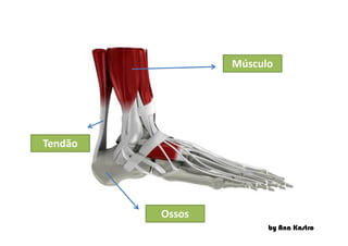 Músculo
by Ana Kastro
Tendão
Ossos