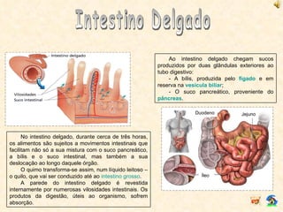 Intestino Delgado Ao intestino delgado chegam sucos produzidos por duas glândulas exteriores ao tubo digestivo: - A bílis, produzida pelo  fígado  e em reserva na  vesícula biliar ; - O suco pancreático, proveniente do  pâncreas . No intestino delgado, durante cerca de três horas, os alimentos são sujeitos a movimentos intestinais que facilitam não só a sua mistura com o suco pancreático, a bílis e o suco intestinal, mas também a sua deslocação ao longo daquele órgão. O quimo transforma-se assim, num líquido leitoso – o quilo, que vai ser conduzido até ao  intestino grosso . A parede do intestino delgado é revestida internamente por numerosas vilosidades intestinais. Os produtos da digestão, úteis ao organismo, sofrem absorção. Duodeno Jejuno Íleo 