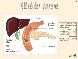 Glândulas Anexas O fígado é um órgão volumoso que produz a bílis. A bílis é armazenada num pequeno saco – a vesícula biliar. O pâncreas produz o suco pancreático. 