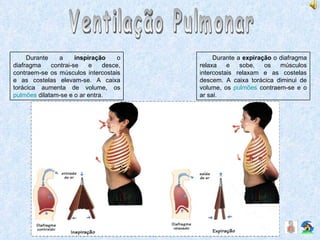 Ventilação Pulmonar Durante a  inspiração  o diafragma contrai-se e desce, contraem-se os músculos intercostais e as costelas elevam-se. A caixa torácica aumenta de volume, os  pulmões  dilatam-se e o ar entra. Durante a  expiração  o diafragma relaxa e sobe, os músculos intercostais relaxam e as costelas descem. A caixa torácica diminui de volume, os  pulmões  contraem-se e o ar sai. 