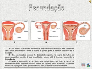 Fecundação A  – No interior dos ovários amadurece, alternadamente em cada mês, um óvulo. Este óvulo amadurecido deixa o ovário e passa para a trompa, iniciando-se a ovulação. B  – Se, nas relações sexuais, for depositado esperma na vagina da mulher, os espermatozóides, devido à sua mobilidade, sobem até à trompa, ocorrendo a  fecundação . C  – Após a fecundação, o ovo desloca-se para o interior do útero e, depois de transformado num pequeno embrião fixa-se na parede. Esta, entretanto, tornou-se espessa e esponjosa, como que acolchoada para o receber confortavelmente. A B C 