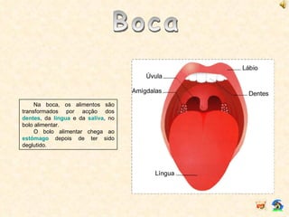 Boca Na boca, os alimentos são transformados por acção dos  dentes , da  língua  e da  saliva , no bolo alimentar. O bolo alimentar chega ao  estômago  depois de ter sido deglutido. 
