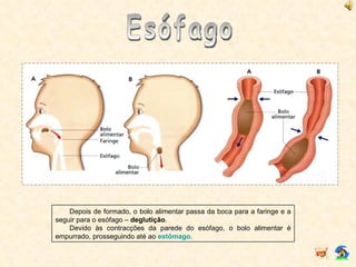 Esófago Depois de formado, o bolo alimentar passa da boca para a faringe e a seguir para o esófago –  deglutição . Devido às contracções da parede do esófago, o bolo alimentar é empurrado, prosseguindo até ao  estômago . 