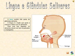 Língua e Glândulas Salivares A  boca  contém três pares de glândulas salivares. A língua é o órgão que ajuda a misturar a saliva com os alimentos. Para uma boa digestão, os alimentos devem ser bem ensalivados e mastigados. 