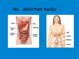 No  abdômen estão:  