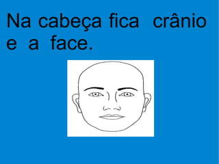 Na cabeça fica  crânio  e  a  face. 