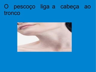 O  pescoço  liga a  cabeça  ao  tronco 