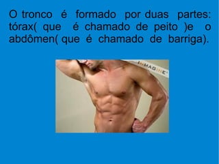 O tronco  é  formado  por duas  partes: tórax( que  é chamado de peito )e  o abdômen( que  é  chamado  de  barriga). 
