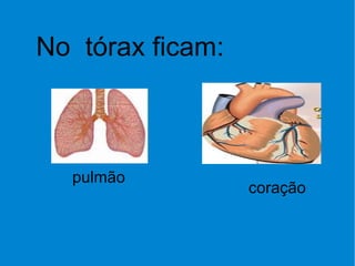 No  tórax ficam: pulmão  coração 