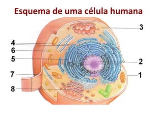 Esquema de uma célula humana
 