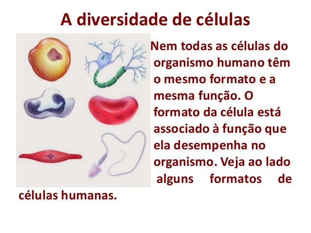 Quantas Células Formam O Corpo Humano? – CMSRRI