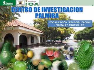 | CENTRO DE INVESTIGACION  PALMIRA FOCALIZACIÓN / ESPECIALIZACIÓN FRUTALES TROPICALES 