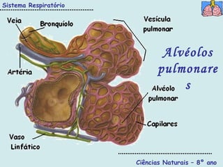 Ciências Naturais – 8º ano Alvéolos pulmonares Sistema Respiratório 