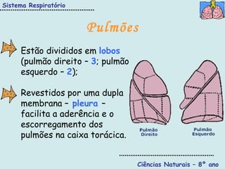 Sistema Respiratório Ciências Naturais – 8º ano Pulmões Estão divididos em  lobos  (pulmão direito –  3 ; pulmão esquerdo –  2 ); Revestidos por uma dupla membrana –   pleura   – facilita a aderência e o escorregamento dos pulmões na caixa torácica. 