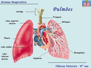 Ciências Naturais – 8º ano Pulmões Sistema Respiratório 